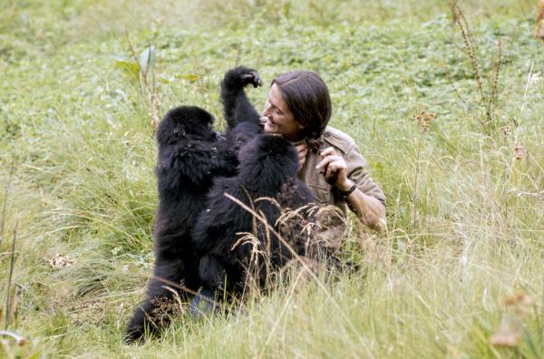 Bild 1 von 4: Dian Fossey mit den Gorillas Coco und Pucker: Die Primatenforscherin widmete ihr Leben dem Schutz der wenigen verbliebenen Berggorillas.