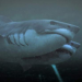 2-Headed Shark Attack