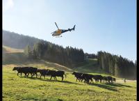 Snow Lords - Arbeiten im Pistenparadies