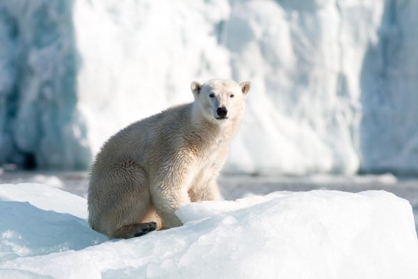 Bild 1 von 8: Wenn das Eis zu brechen beginnt, wird die Jagd für den Eisbären viel schwieriger.