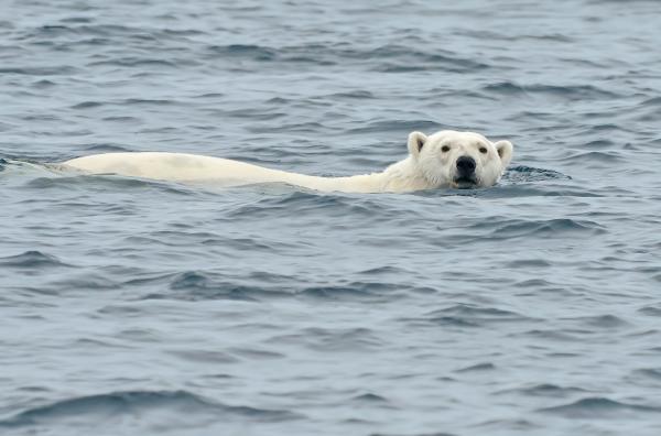 Bild 1 von 7: Eisbären fühlen sich im Wasser so wohl, dass sie stunden- oder sogar tagelang schwimmen können, ohne die Kälte zu spüren.