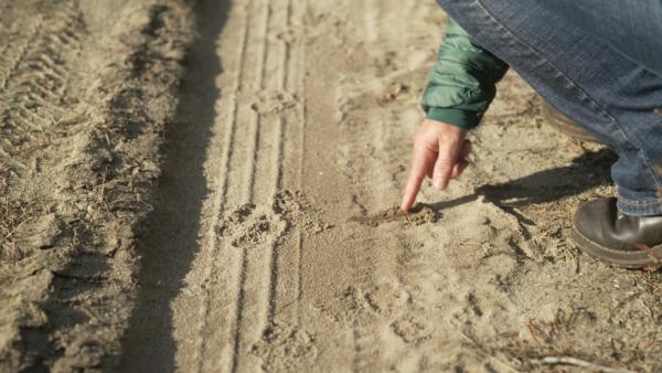 Bild 1 von 2: Nutztierhalter untersuchen die Spuren der Wölfe, um mögliche Bedrohungen für ihre Herden zu identifizieren.
