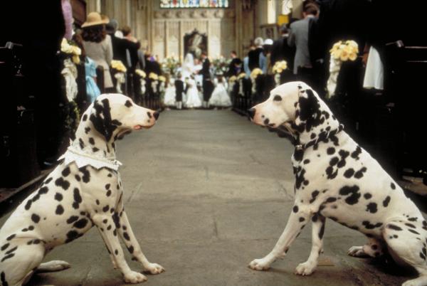 Bild 1 von 24: Über hundert quicklebendige Hunde und eine grandiose Glenn Close als Cruella de Vil sind die Stars dieses atemberaubenden Filmvergnügens nach der Vorlage des berühmten Zeichentrickklassikers. Der Computerspiel-Designer Roger und die Modezeichnerin Anita lernen sich durch ihre Dalmatiner Pongo und Perdi auf höchst turbulente Weise kennen und lieben. Bald läuten die Hochzeitsglocken für die beiden, und auch Pongo und Perdi werden ein Paar. Das Hundeglück scheint perfekt, als sie stolze Eltern von 15 süßen Welpen werden. Doch eines Tages werden die Kleinen zusammen mit vielen anderen Dalmatinerwelpen von der kapriziösen Pelzliebhaberin Cruella de Vil und ihren trotteligen Helfern entführt. Die Polizei steht vor einem Rätsel. Doch da nimmt die Tierwelt die Sache selbst in die Hand. Es beginnt eine furiose Rettungsaktion, wie sie die Tier- und Menschenwelt noch nie gesehen hatâ?¦. Action, Spannung und viel Spaß, dazu die hinreißenden Tierszenen mit 101 quirligen Hunden. Ein einmaliges Filmerlebnis, das die ganze Familie begeistert!