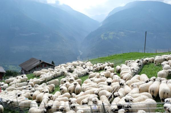Bild 1 von 6: Schönheitswettbewerb der Schwarznasenschafe im Schweizer Kanton Wallis