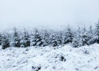 Vier Jahreszeiten - Ein Wald im Wandel