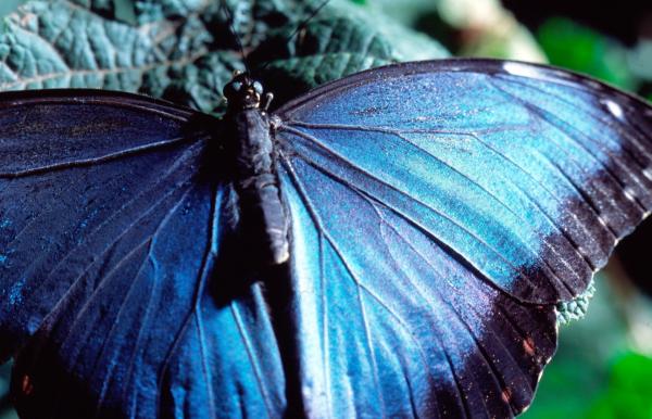 Bild 1 von 7: Im Bild: Blue-Morpho-Schmetterling.