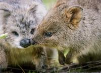 Undercover unter Tieren