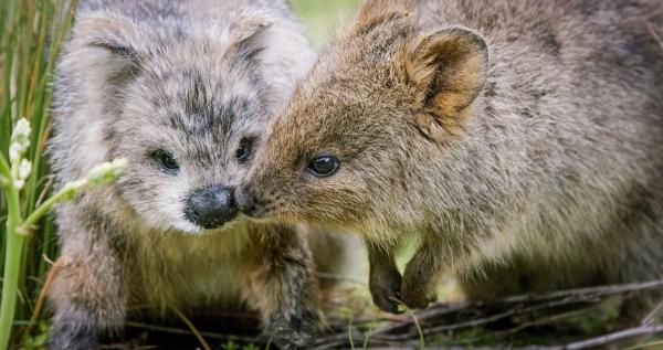 Bild 1 von 7: Ein Quokka beobachtet den \