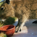 Welt der Tiere
