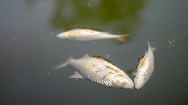 Bild 1 von 3: Tote Fische im Berliner Landwehrkanal nach Starkregen