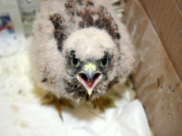 Bild 1 von 4: Ein junger Turmfalke in der Greifvogelauffangstation.