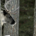 Die Supersinne der Tiere