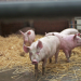 Schweine vom Fließband - Bleibt der Tierschutz auf der Strecke?