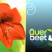 Querbeet Classix