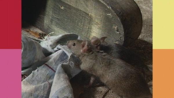 Bild 1 von 3: Die Maus kümmert sich rund um die Uhr um ihre Jungen, die ganz schön hungrig sind.