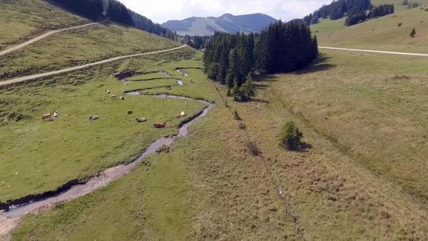 Bild 1 von 10: Im Bild: Steirische Almlandschaft.