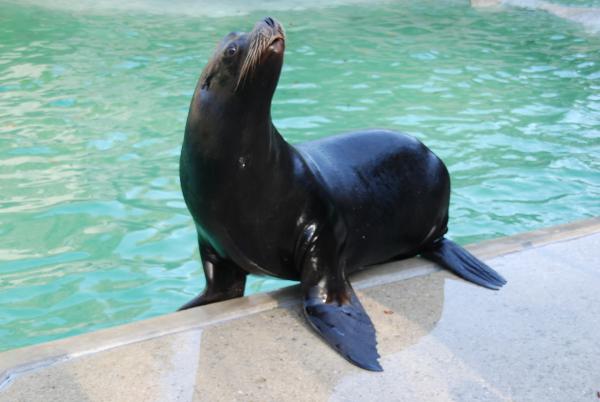 Bild 1 von 9: Seelöwin Molly ist total aufgeregt.