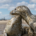 Das Wattenmeer - Leben zwischen Land und See