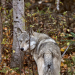 Wenn der Wolf zum Problem wird