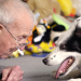 Die geheime Welt der Hunde