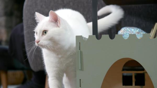 Bild 1 von 12: Im Bild: Katze.