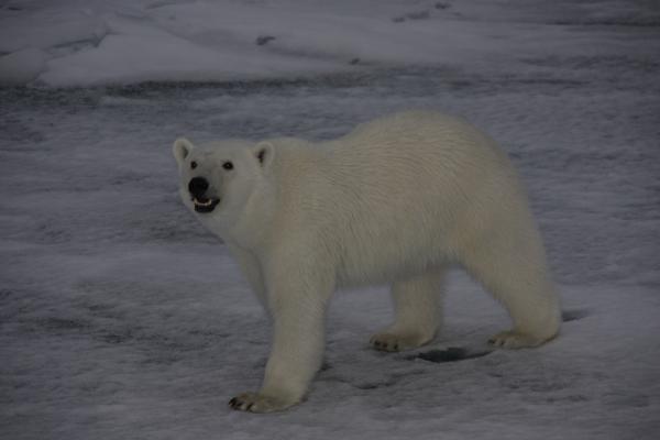 Bild 1 von 8: Eisbären sind ein Wunder der Natur. Dank ihrer schwarzen, Wärme absorbierenden Haut und ihres dichten Fells überleben sie in der brutalen Kälte der Arktis.