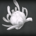 Chrysanthemum