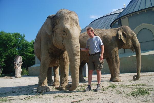 Bild 1 von 1: Elefanten.