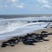 Leben an der Nordsee