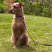 Hunde verstehen!