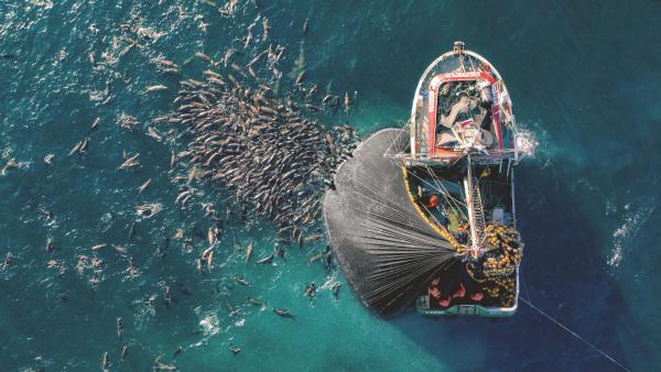 Bild 1 von 13: Im Pazifik, vor der chilenischen Küste, müssen Mähnenrobben mit den großen Fischerei-Ketten um Nahrung konkurrieren. Mittlerweile haben sie gelernt, wie sie Sardellen aus den Netzen der Trawler stehlen können. Sobald das Netz hochgezogen wird, geraten die Sardellen in Panik und springen in die Luft. Auf diesen Moment haben die Robben gewartet und schnappen zu. Diese Technik scheint eine leichte Mahlzeit zu sichern, aber die Konkurrenz ist groß und es besteht immer die Gefahr, selbst im Netz zu landen oder sich in den Maschen zu verfangen.