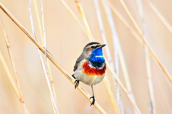 Bild 1 von 7: Ein Blaukehlchen im Naturschutzgebiet Marais de l?Isle von Saint-Quentin