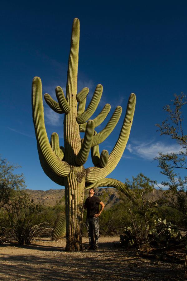 Bild 1 von 5: Der gigantische Saguaro Kaktus ist das wohl berühmteste Merkmal des Nationalparks, der 1994 gegründet wurde. Das Gebiet stand jedoch bereits seit 1934 unter Schutz.