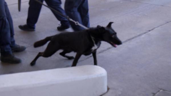 Bild 1 von 3: Auf der Juarez-Lincoln-Brücke schlägt ein Spürhund Alarm.