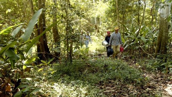 Bild 1 von 15: Forschende auf dem Weg zu einer erhöhten Stelle, um Sedimentproben zu entnehmen. Der Regenwald hier im Überschwemmungsgebiet ist erst vor 10.000 Jahren entstanden.