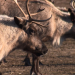 Die wildeste Stadt der Welt: Anchorage