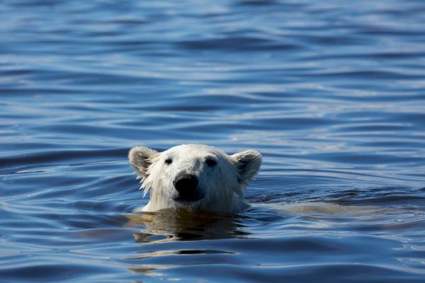Bild 1 von 15: Ein junger männlicher Eisbär schwimmt in der Hudson Bay in Kanada.