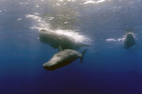 Bild 1 von 5: Gleichgeschlechtliche Beziehungen sind unter Pottwalen nicht unüblich.
