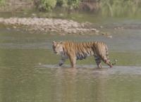 Tracker Diaries - Die Tiger von Nepal