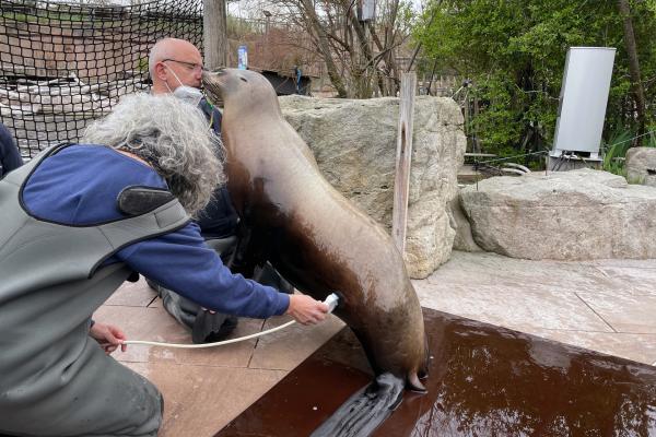 Bild 1 von 3: Ultraschall beim Seelöwen.