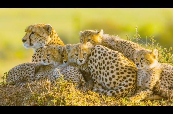 Bild 1 von 9: Weibchen mit ihrem Nachwuchs zusammengekuschelt in der Morgenkühle