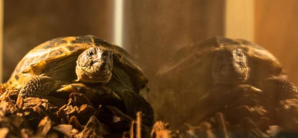 Bild 1 von 11: Sherlocks Schildkröte Clyde ...