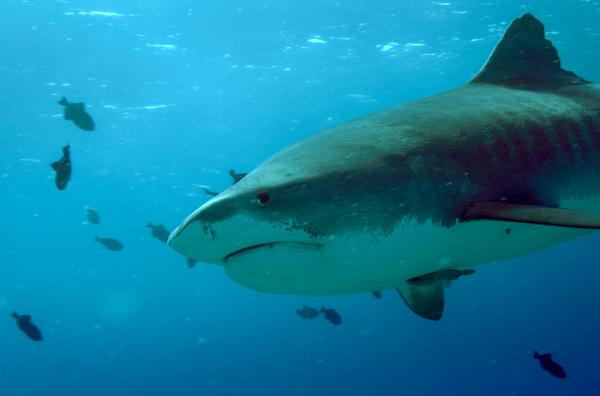Bild 1 von 4: Tigerhaie sind die gefährlichsten Räuber in Hawaiianischen Gewässern.