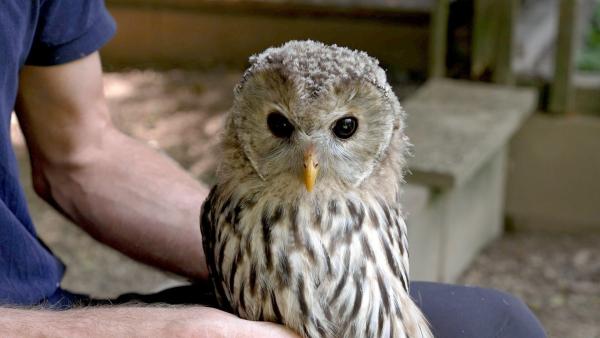 Bild 1 von 1: Wildtierökologe Richard Zink mit Habichtskauz-Jungvogel. Richard Zink und seinem Team gelang die Wiederansiedlung von Habichtskäuzen, der größten, in unseren Wäldern lebenden Eulenart.