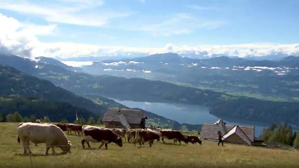 Bild 1 von 4: Im Bild: Kühe auf Franz Glabischnigs Alexanderalm.