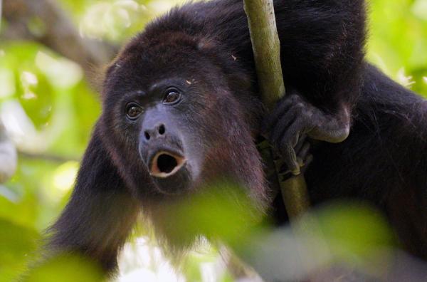 Bild 1 von 4: Die größte Bedrohung für den Brüllaffen ist der Verlust seines Lebensraums ? durch die Abholzung der Wälder greift der Mensch massiv in sein Ökosystem ein.