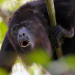 Unbekanntes Belize