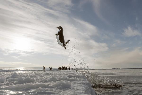 Bild 1 von 3: Kaiserpinguin Adélie erhebt sich mit einem beeindruckenden Sprung aus dem eisigen Wasser.