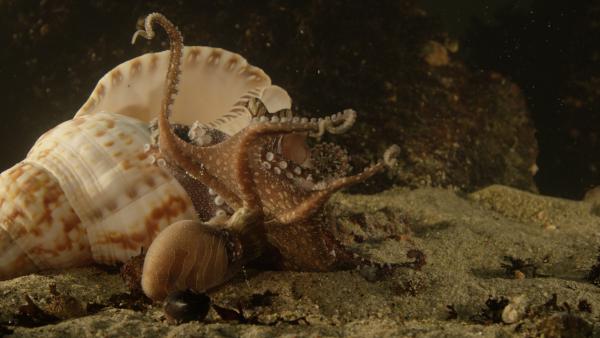 Bild 1 von 10: Bei der Paarung der Tintenfische entpuppen  sich die Kraken-Weibchen als \