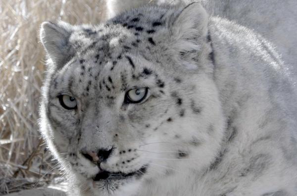 Bild 1 von 3: Schneeleopardin Kolijuchka lebt seit ihrer Geburt im kirgisischen Wildtier-Rehazentrum. In der freien Wildbahn könnte sie nicht überleben.